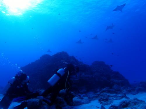 サイパン ダイビングライセンス