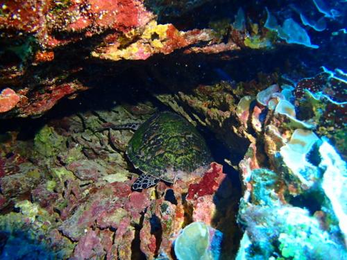 サイパン ダイビング