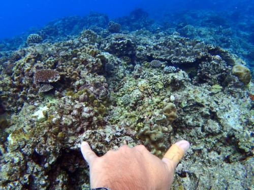 サイパン ダイビング