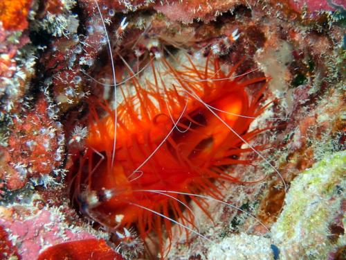 サイパン グロットシュノーケル