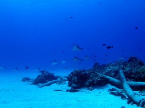 サイパン グロットシュノーケル