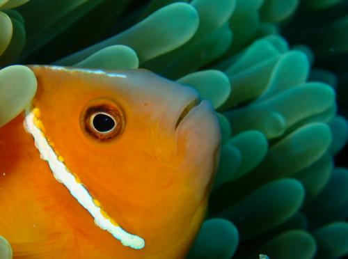 サイパン ダイビング ライセンス