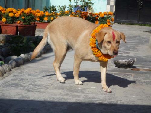 ククル・ティハール