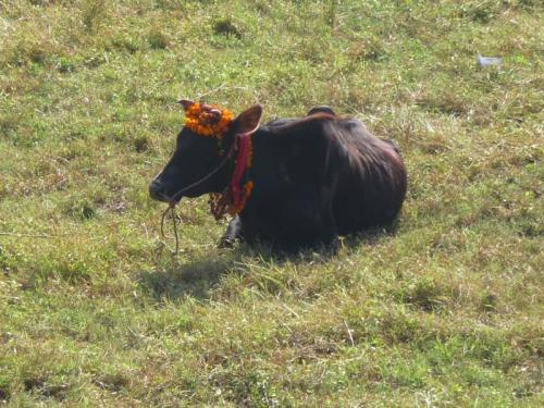 ガイ、ゴル・ティハール