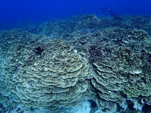 グロットシュノーケル