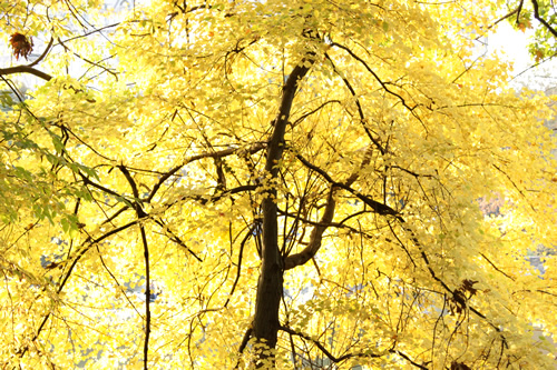 きれいに黄色く染まった木の葉