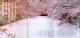 弘前さくら
