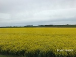 フランスの黄色い菜の花畑