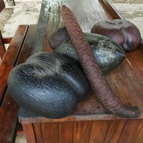 ココ・デ・メール