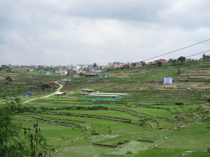 コカナの田んぼ6