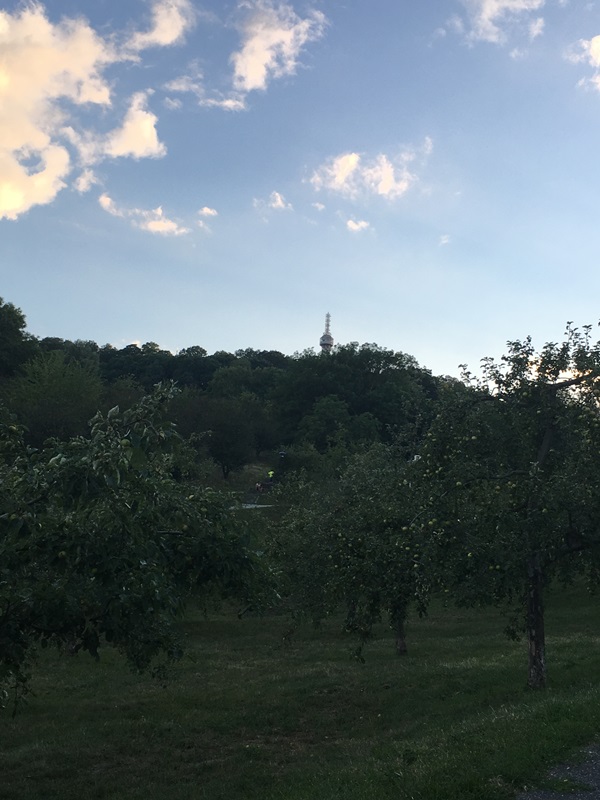 果樹とタワー