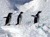【おすすめ南極旅行】
人気の南極半島クルーズから注目のアイスマラソン、南極点フライト、皇帝ペンギンサファリ、登山やスキーなど、ユニークなコースがそろっています！