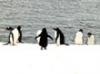 【南極クルーズツアーご案内】コースも豊富なポーラクルーズの南極クルーズツアーを御紹介します。