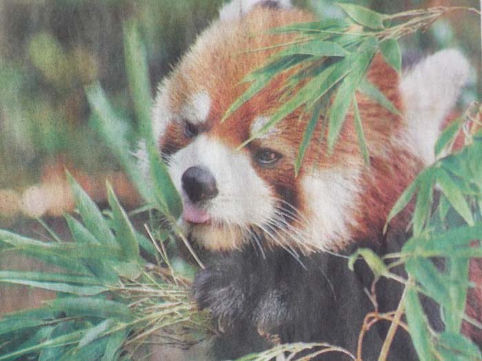 Red Panda レッサーパンダ ネパールのわたし 特派員ブログ トラベルコ
