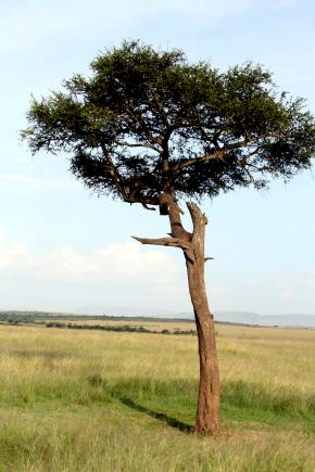 1マサイマラの木