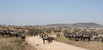 1シマウマの大群