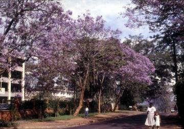 4ジャカランダ並木