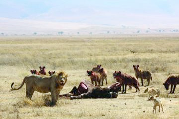 6クレーターの草原