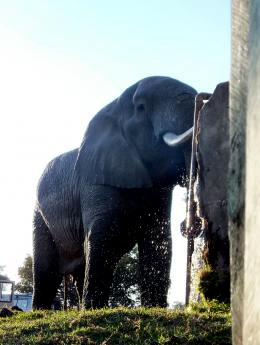 8キャンプサイトのゾウ