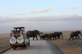 1アンボセリのゾウの行進