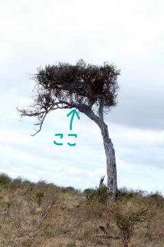 2ヒョウがいる木