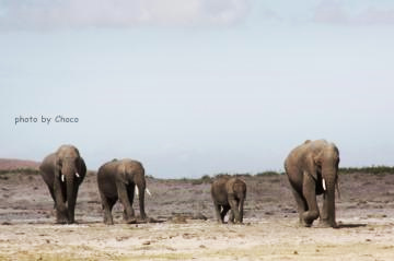 1アフリカゾウ
