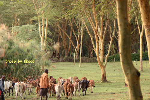 2ナイバシャ湖畔