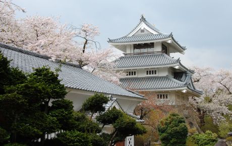 三戸城桜