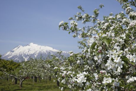 岩木山とりんごの花