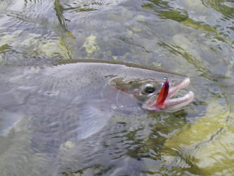 スチールヘッドが掛った