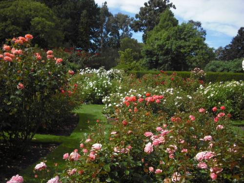 植物園内のバラ園 満開