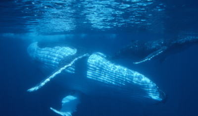 ティケハウクジラ