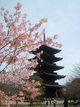 春の東寺　五重塔