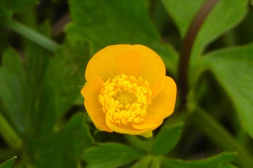 黄色い花１