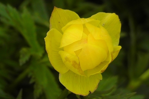 黄色い花２