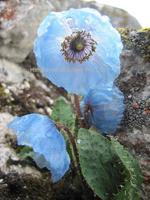 ブルーポピー・ヒマラヤの青いケシの花