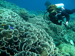 ブナケン島は世界最後の珊瑚礁の楽園