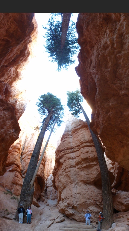 ナバホトレイルの底に生えた木