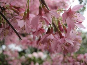 桜の咲いたクライストチャーチ