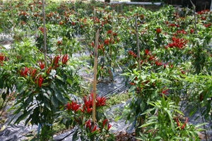 見た瞬間 辛そう〜