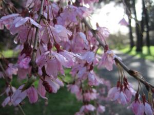 クライストチャーチ植物園の桜