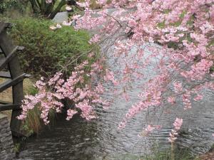 クライストチャーチ水車と桜