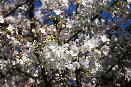 ハグレー公園の桜　八分咲き