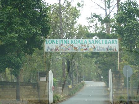 コアラサンクチュアリーに到着