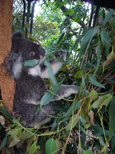 すぐ近くでコアラを見ることも!
