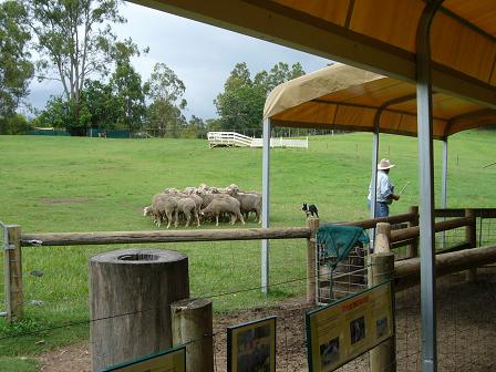 シープドックショーもやっていました