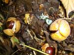 栃の実 発見