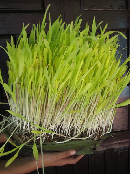 大麦の苗「ジャマラ」