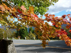 今月11月10日まで