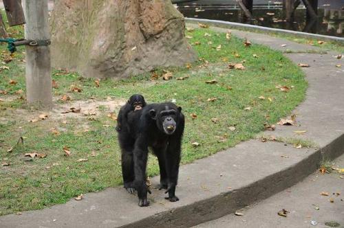 上海動物園10
